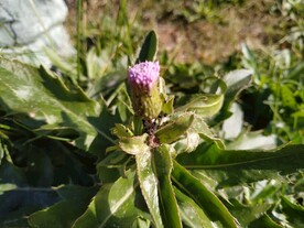 紫色野花