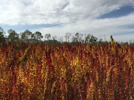 藜麦地麦田