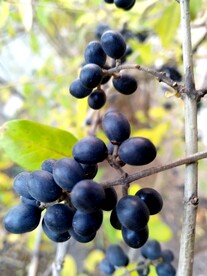 绿色植物