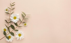 鲜花摄影