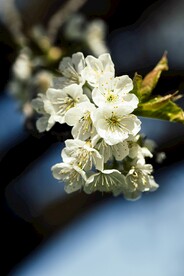梅花