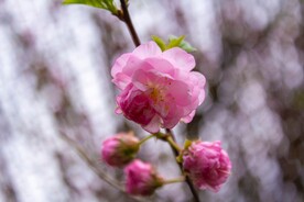 梅花