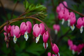 鲜花