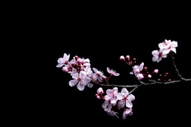 梅花花枝