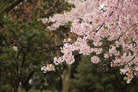 梅花