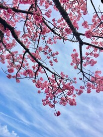 梅花