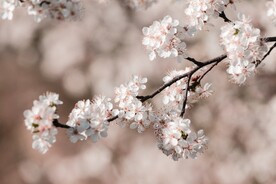 梅花