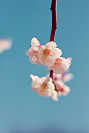 梅花