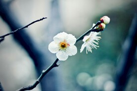 梅花