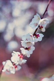 梅花