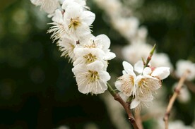 梅花