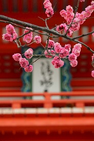 梅花