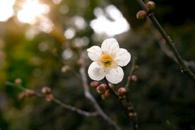 梅花
