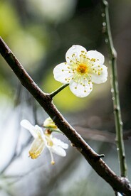 梅花