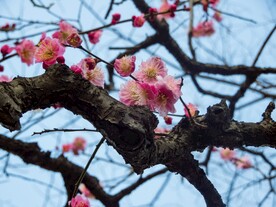 梅花