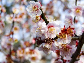 梅花