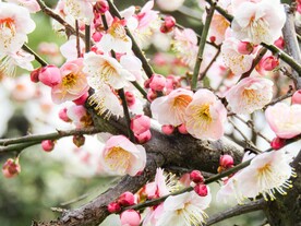 粉色梅花