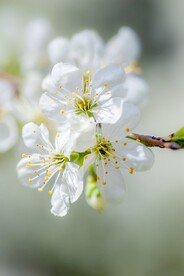 白色梅花