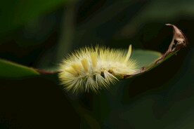 毛毛虫