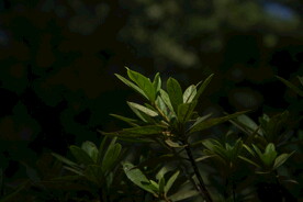 植物