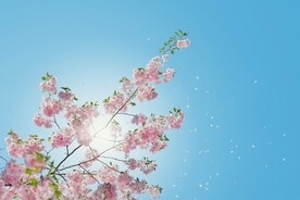 飘落的春花花枝