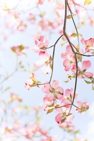繁花春花摄影