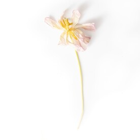 创意唯美花朵壁纸