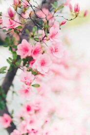 时花桃花摄影