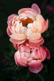牡丹芍药鲜花摄影