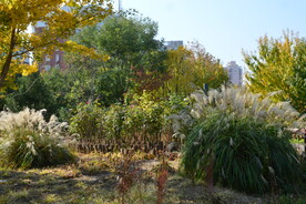 莲花池风景  
