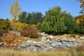 莲花池风景 