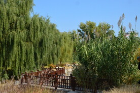 莲花池风景  