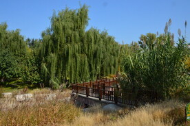 莲花池风景 