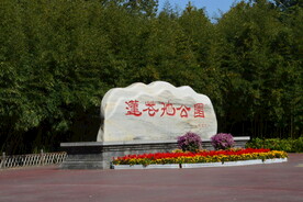 莲花池风景 