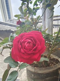 月季花