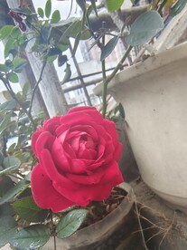 红色月季