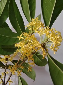 桂花