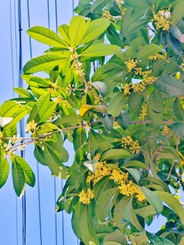 金灿灿桂花