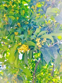 桂花开了