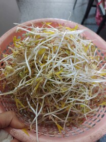 豆芽