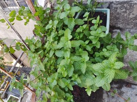 薄荷