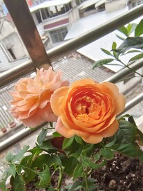 月季