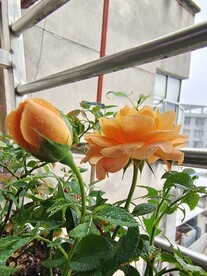 果汁月季