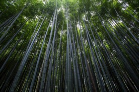 竹林