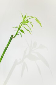 竹子