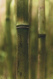 竹子