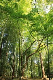 竹林