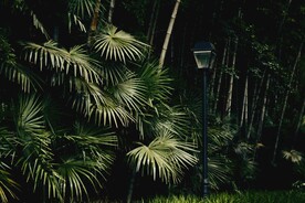 竹林竹叶
