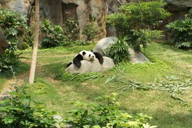 竹林和熊猫