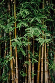 竹林